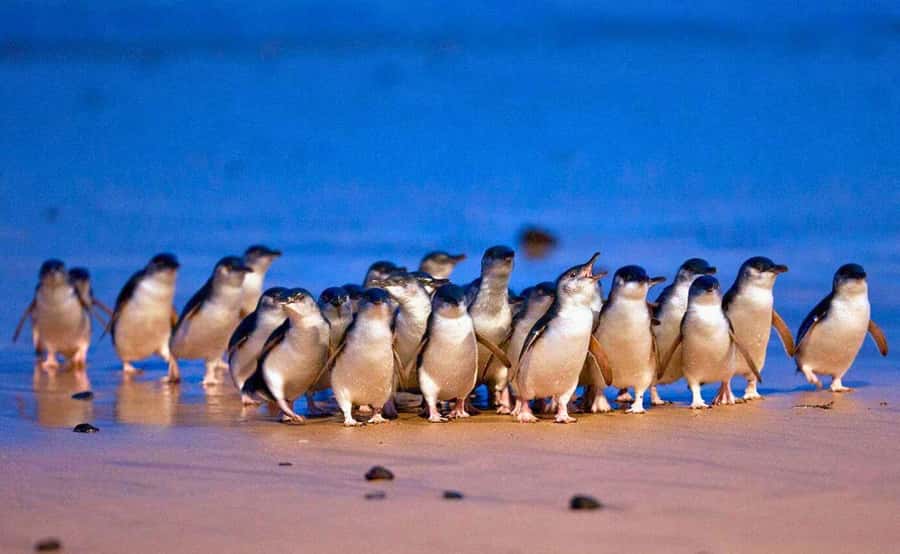 Phillip Island Penguin Parade with Expert Local Guide - Key things that make this Phillip Island day work