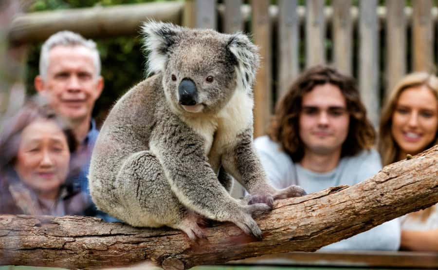 Phillip Island Penguin Parade with Expert Local Guide - From Melbourne to Phillip Island: a full day with comfort