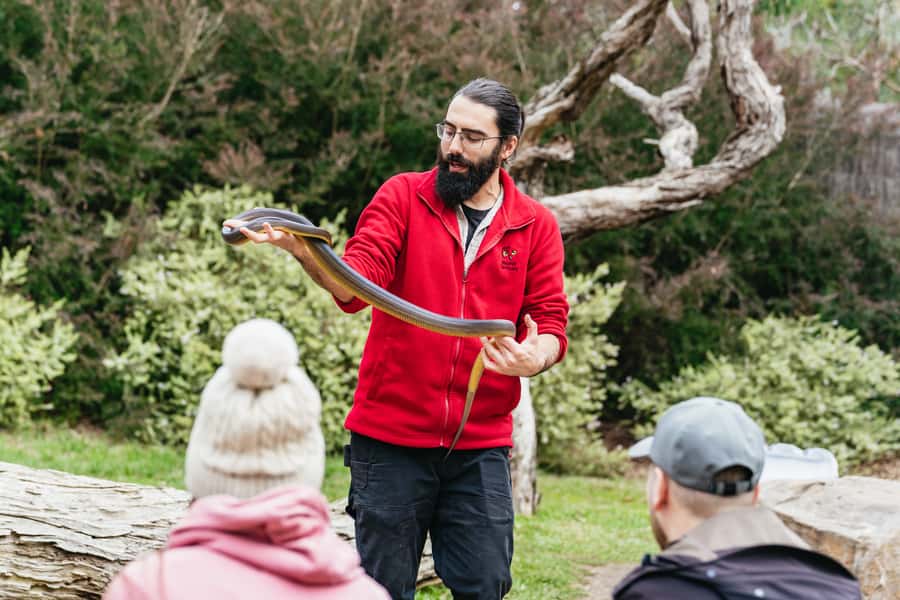 Phillip Island Penguin Parade with Expert Local Guide - Price and value: why $116 often makes sense for this specific day