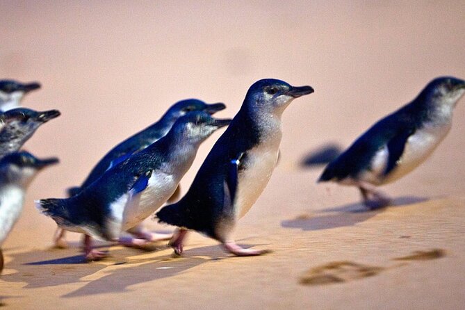 Phillip Island Penguins & Wildlife Day Tour from Melbourne - Getting from Melbourne to the island: long, but structured