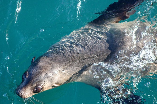 Phillip Island Seal-Watching Cruise - Key highlights worth planning for
