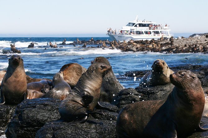 Phillip Island Seal-Watching Cruise - Cowes Jetty departure and the 2-hour timing you’ll feel
