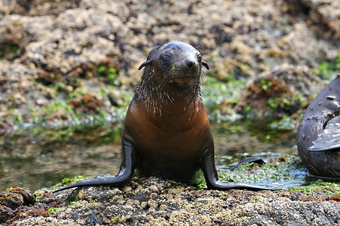 Phillip Island Seal-Watching Cruise - Getting within meters of Australian fur seals at Seal Rocks
