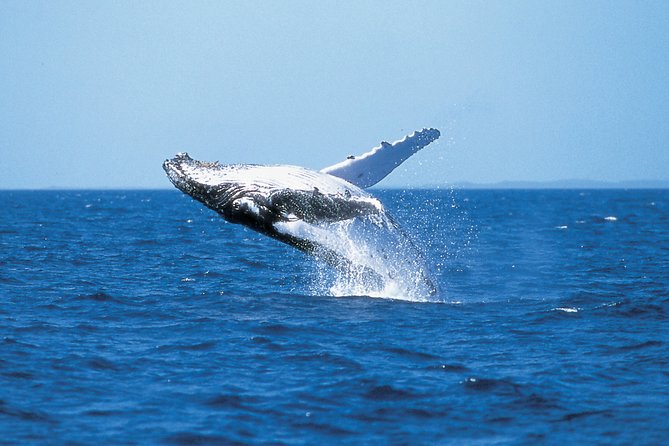 Phillip Island Whale Watching Tour - Key Points Worth Knowing
