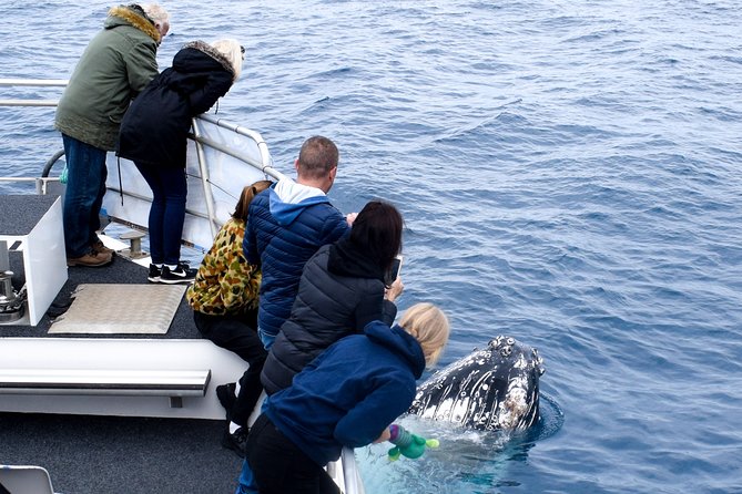 Phillip Island Whale Watching Tour - The Boat Setup and Why the Crew’s Scanning Style Matters