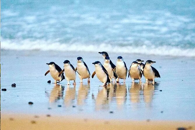 Phillip Island Whale Watching Tour - Cape Woolamai: Coastal Views Plus the Birdlife Bonus