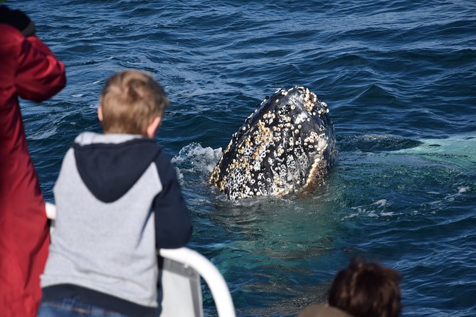 Phillip Island Whale Watching Tour - How the Whale Spotting Actually Works on the Migration Route