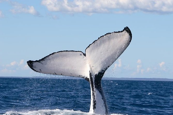 Phillip Island Whale Watching Tour - Dolphins Are Often the Entertainment While You Wait for Whales
