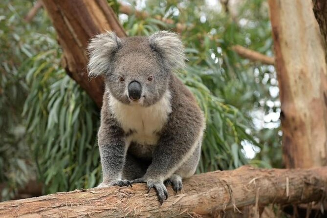 Phillip Island Wildlife Cruise and Penguin Tour from Melbourne - Key things to know before you go