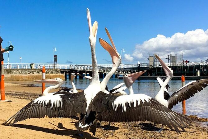 Phillip Island Wildlife Cruise and Penguin Tour from Melbourne - Koala Conservation Reserve add-on: a swap that can change your day pace
