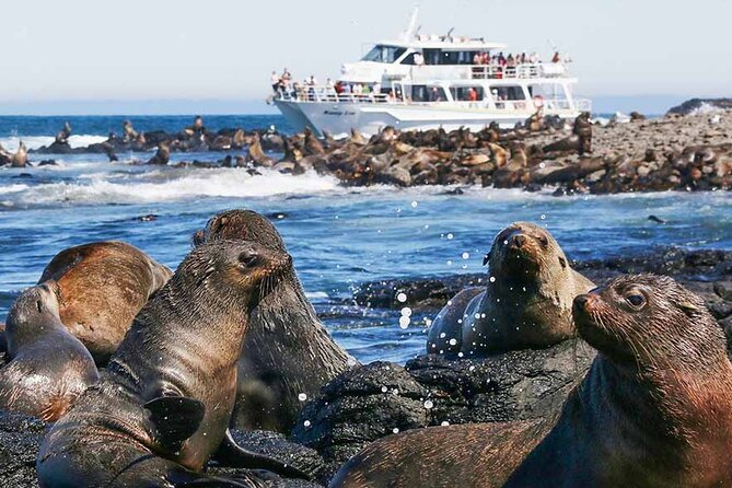 Phillip Island Wildlife Cruise and Penguin Tour from Melbourne - Penguin Parade at sunset: premium seating, early arrival time, and realistic expectations