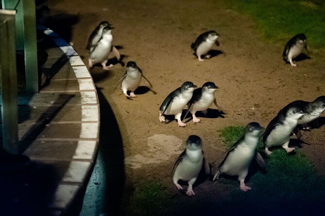 Phillip Island Wildlife Cruise and Penguin Tour from Melbourne - Value for $118.35: what’s included, what’s optional, and what that means for you