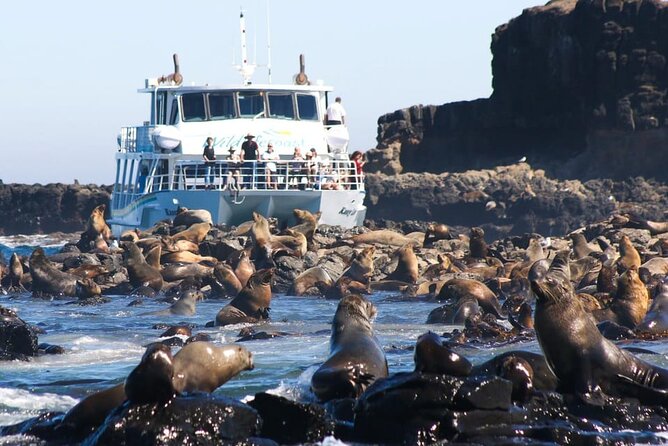 Phillip Island Wildlife Cruise and Penguin Tour from Melbourne - Arts Centre Melbourne start: using the travel time wisely