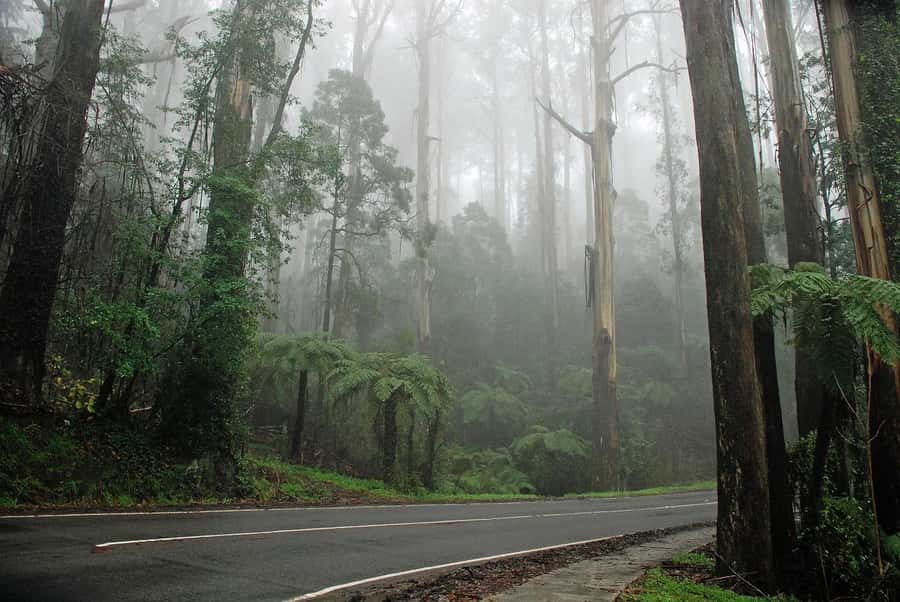 Premium Great Ocean Road Reverse Tour 13Pax Max Hotel PickUP - Great Otway National Park: a guided rainforest walk you’ll remember