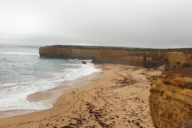 Private Great Ocean Road Day Trip from Melbourne - Kennett River: koalas in open wilderness (and the reality check)