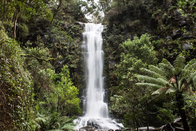Private Great Ocean Road - The Ultimate Aussie Adventure - Eucalyptus forests, gumtree facts, and wildlife with meaning