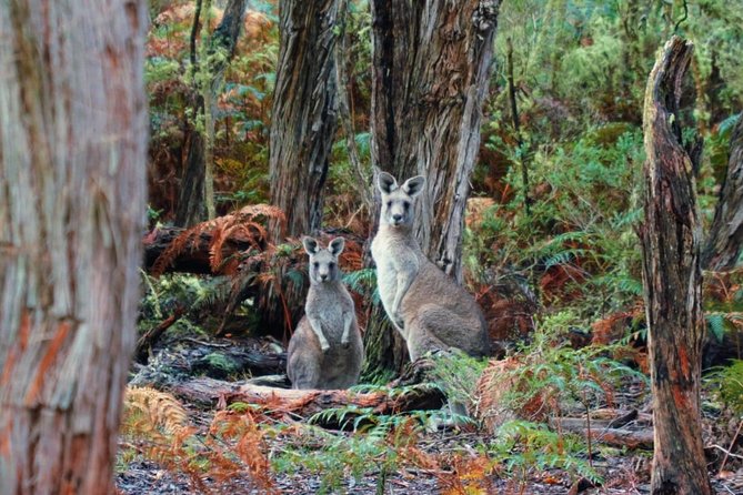 Private Great Ocean Road Tour (overnight option) - Apollo Bay arrival: heated teepee camping with BBQ and campfire entertainment