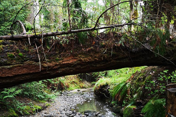 Private Guided Rainforest Hike in Victoria - Key highlights to know before you go