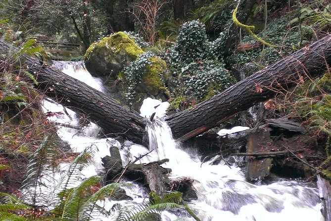 Private Guided Rainforest Hike in Victoria - What you’ll actually see on the old-growth trail