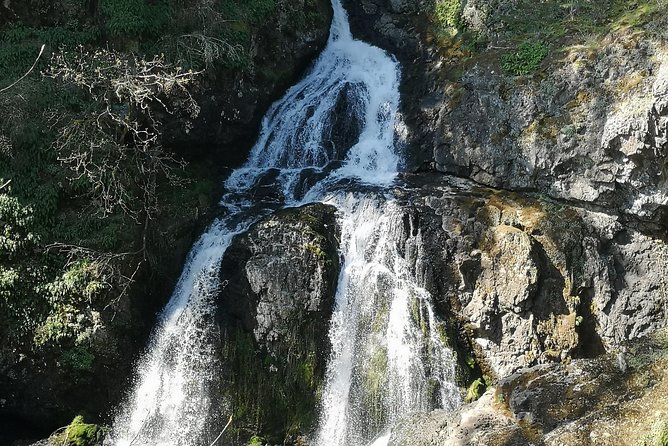 Private Guided Rainforest Hike in Victoria - Who should book this private rainforest hike (and who should skip it)