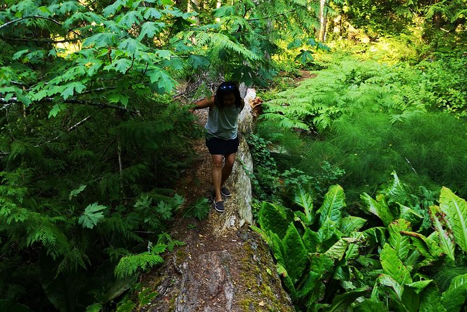 Private Guided Rainforest Hike in Victoria - Route options: basic rainforest hike vs aiming for panoramic views