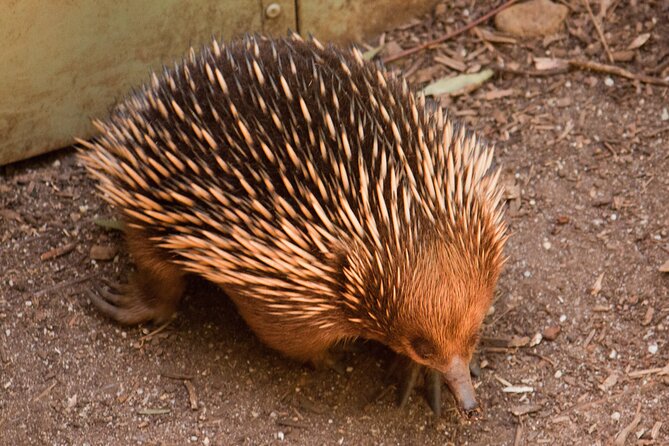 Puffing Billy And Healesville Sanctuary Scenic Tour - Comfort on board: WiFi, A/C, and a guide who keeps the day moving