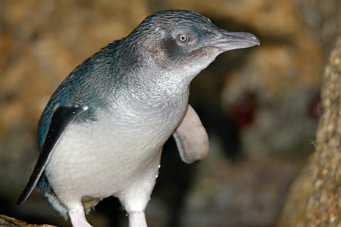 Puffing Billy And Phillip Island Penguin Parade Bus Tour - The Nobbies and Blowhole area: the views plus wildlife odds
