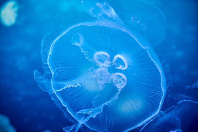 SEA LIFE Melbourne Aquarium Admission Ticket - Why SEA LIFE Melbourne Aquarium is such a solid family win by the Yarra