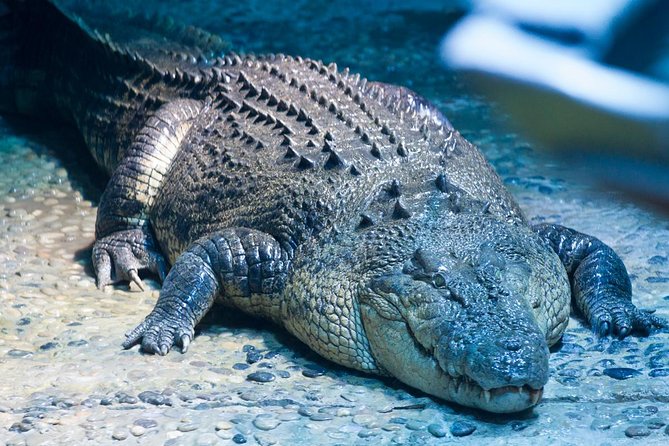 SEA LIFE Melbourne Aquarium Admission Ticket - Animal feedings and lectures: the practical education piece included