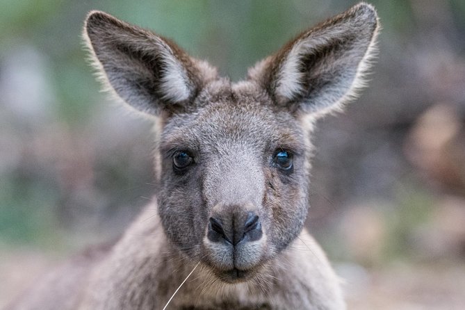 Small-Group Grampians Great Wildlife Escape Day Trip with Hiking - Key highlights you’ll feel the moment you arrive