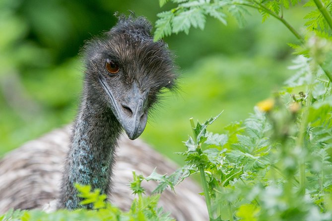Small-Group Grampians Great Wildlife Escape Day Trip with Hiking - Price and value: is $111.17 worth it?