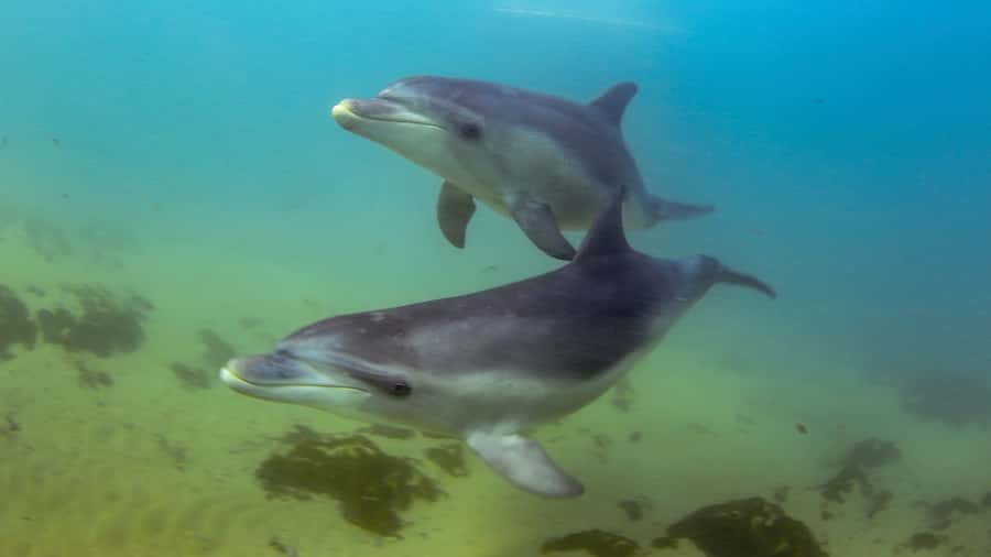 Sorrento: Dolphins & Seals Snorkeling Cruise w/ Lunch - Key Points at a Glance