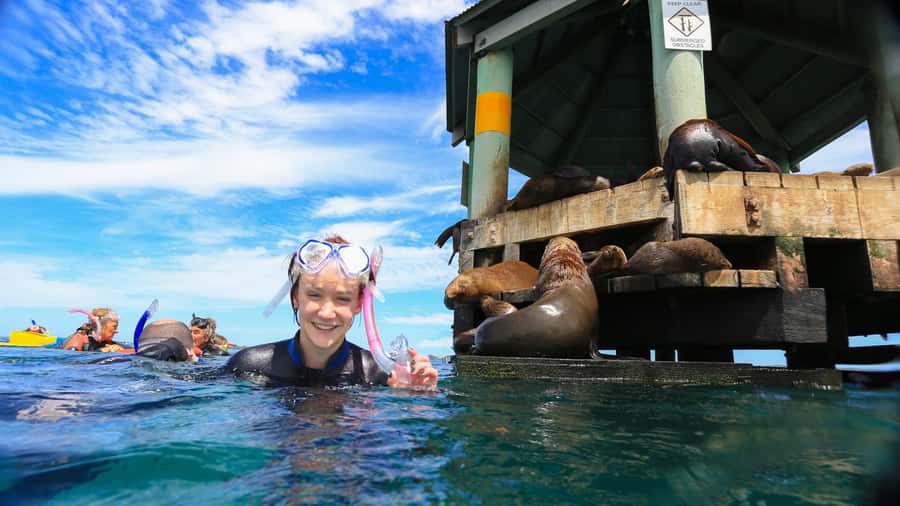 Sorrento: Dolphins & Seals Snorkeling Cruise w/ Lunch - From Gear Up to First Splash: How the Snorkel Flow Works