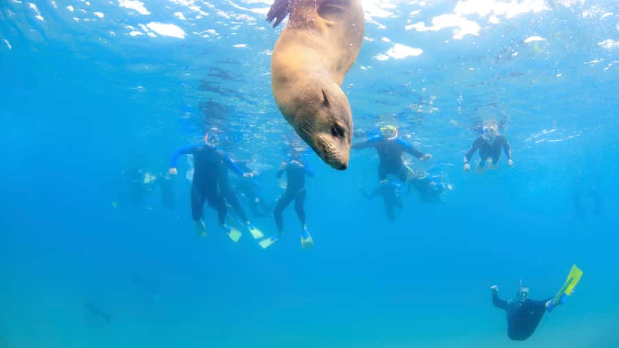 Sorrento: Dolphins & Seals Snorkeling Cruise w/ Lunch - Hunting for Dolphins: Wild Encounters on the Dolphins’ Schedule