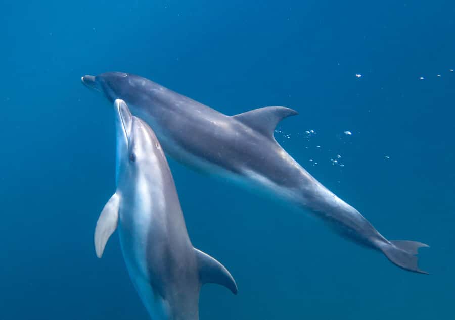Sorrento: Dolphins & Seals Snorkeling Cruise w/ Lunch - What You See While You Wait (And Why It Feels Less Like a Chase)