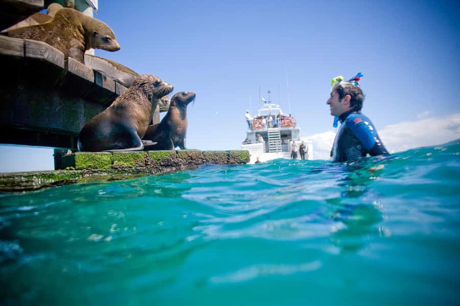 Sorrento: Dolphins & Seals Snorkeling Cruise w/ Lunch - Lunch, Snacks, and Hot Drinks: The Recovery Part You’ll Appreciate