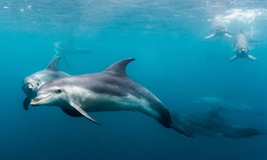 Sorrento: Dolphins & Seals Snorkeling Cruise w/ Lunch - Price and Value: Is $148 Worth It?