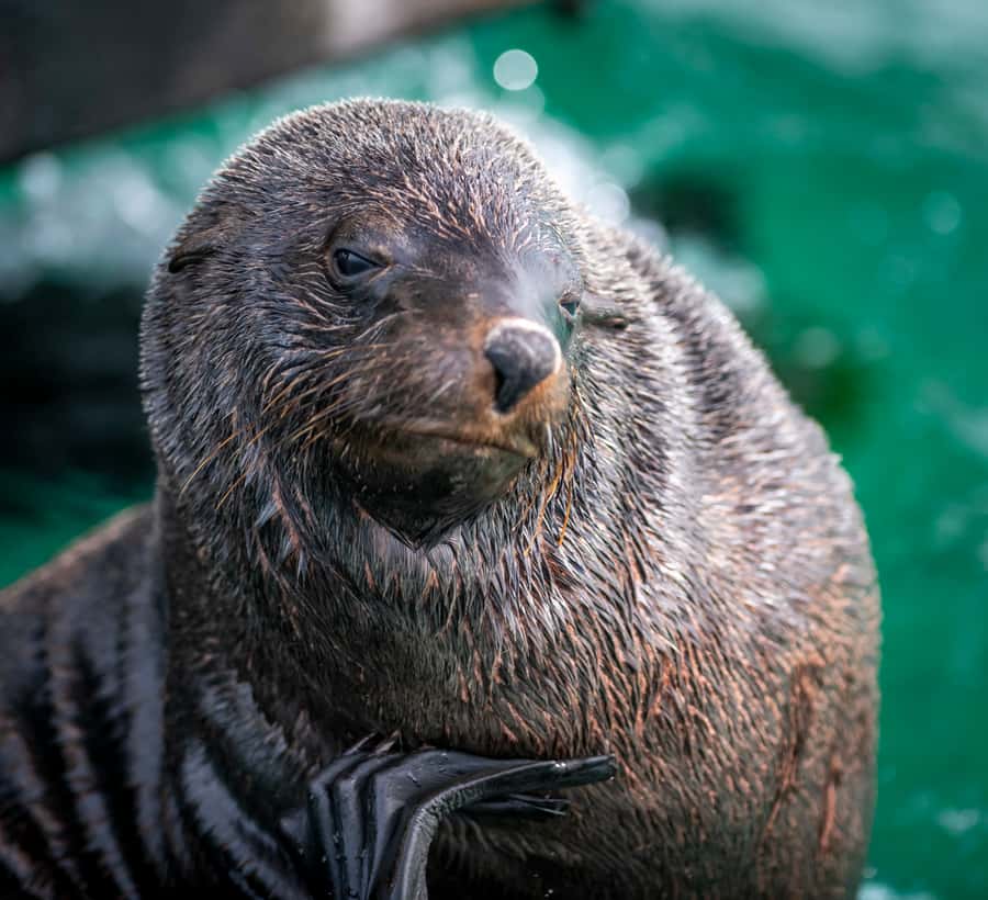 Sorrento,Mornington Peninsula: Wildlife & Sightseeing Cruise - Meeting at Sorrento Pier: quick, easy, and built for getting on the water