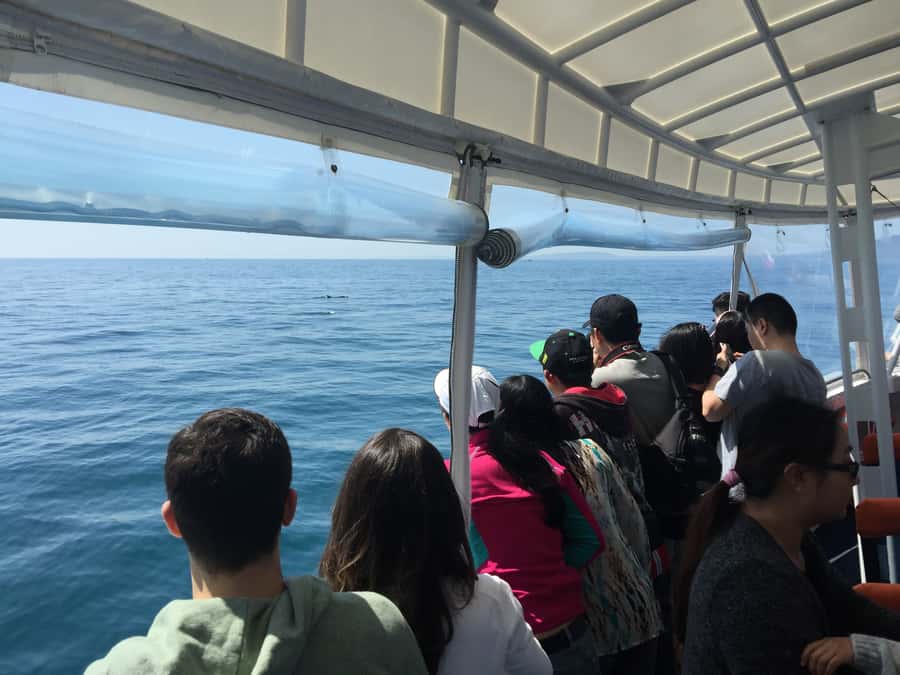 Sorrento,Mornington Peninsula: Wildlife & Sightseeing Cruise - The wildlife cruise focus: fur seals, gannets, seabirds, and dolphins