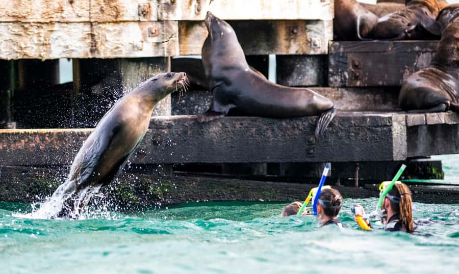Sorrento,Mornington Peninsula: Wildlife & Sightseeing Cruise - Who this cruise suits best (and who might want a different outing)