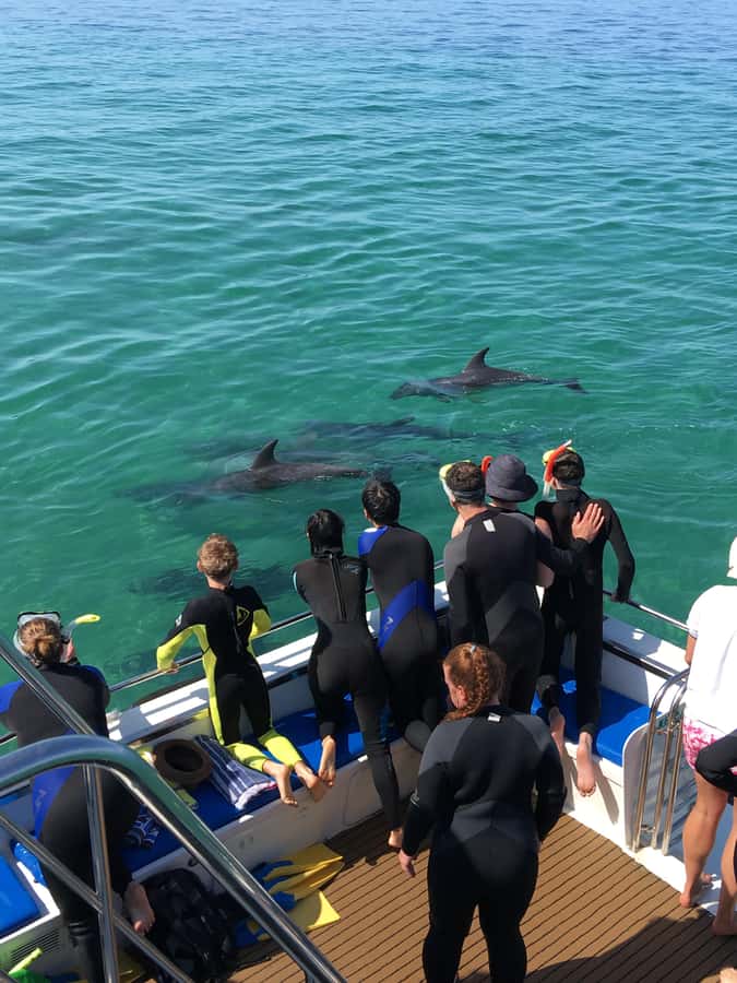 Sorrento,Mornington Peninsula: Wildlife & Sightseeing Cruise - Should you book this Sorrento to Portsea wildlife cruise?