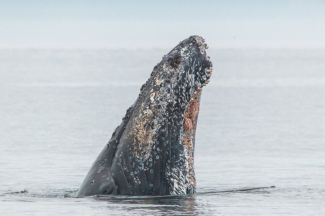Summer Whale Watching Tour in a Zodiac Boat in Victoria - Zodiac whale watching from Victoria: pricing and what feels like value