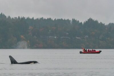 Summer Whale Watching Tour in a Zodiac Boat in Victoria - Meeting at 950 Wharf St and what happens before you ride