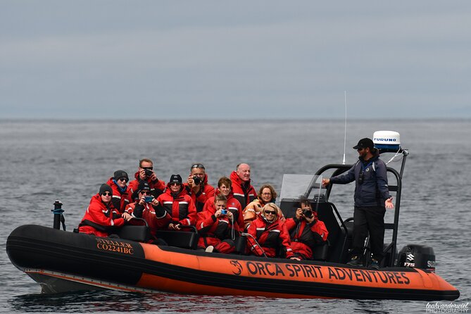 Summer Whale Watching Tour in a Zodiac Boat in Victoria - Who should book this whale watch (and who should skip it)