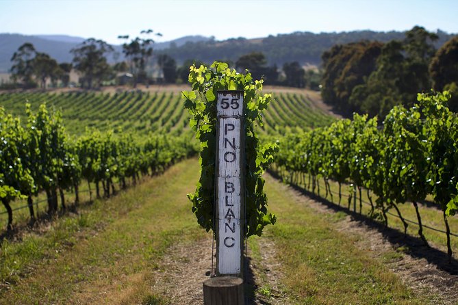 Ultimate Yarra Valley Chandon, Soumah & De Bortoli Cheese & Wine - Why This Yarra Valley Wine-and-Cheese Tour Feels Worth It