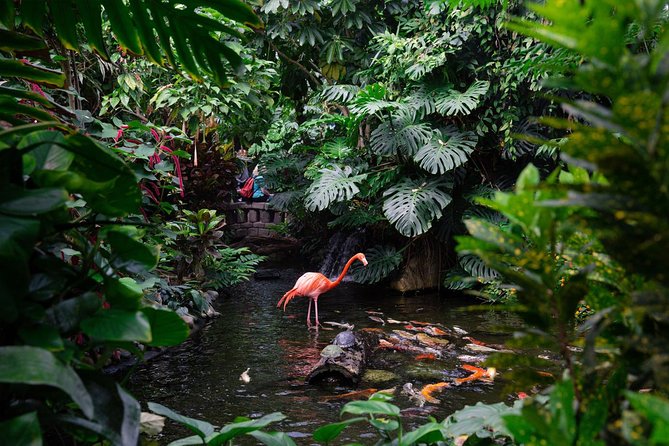 Victoria Butterfly Gardens Ticket - Victoria Butterfly Gardens Ticket: What This Admission Gets You