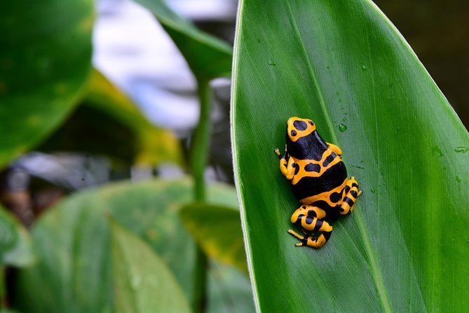 Victoria Butterfly Gardens Ticket - How Long It Takes: 45 Minutes vs. 2 Hours