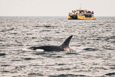 Victoria Half-Day Whale Watching Adventure with Free Photos - The route: Inner Harbour landmarks to the Strait of Juan de Fuca