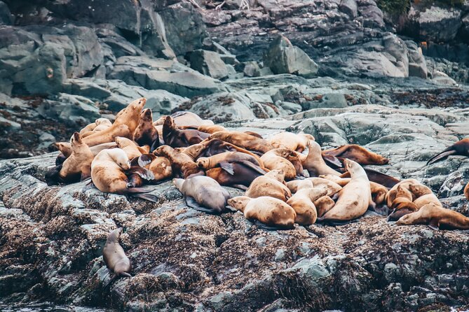 Victoria Half-Day Whale Watching Adventure with Free Photos - Timing and pacing: what 3 hours 30 minutes feels like