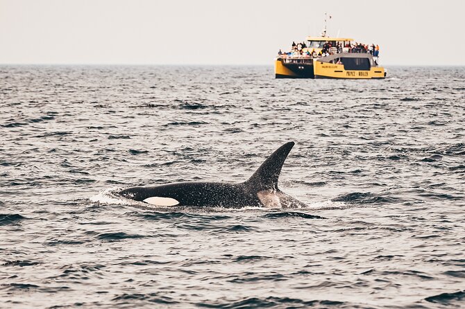 Victoria Half-Day Whale Watching Adventure with Free Photos - The route: Inner Harbour landmarks to the Strait of Juan de Fuca